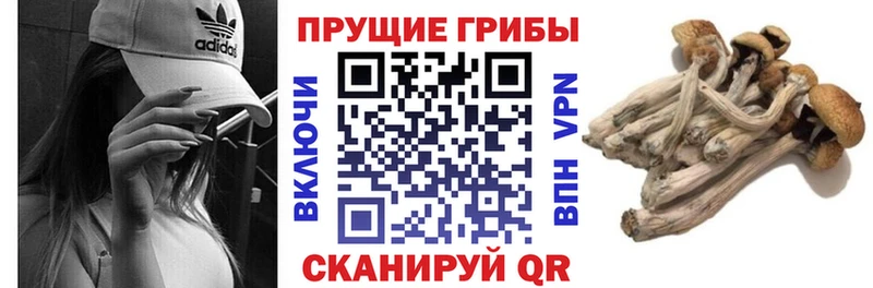 Псилоцибиновые грибы Psilocybine cubensis  хочу   blacksprut онион  Щигры 